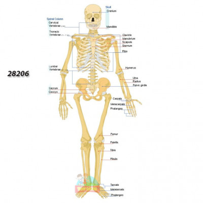 Human Skeleton : 28206